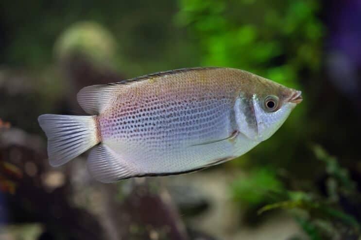 Tipos de peces gourami
