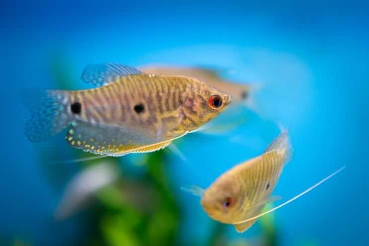 Tipos de peces gourami