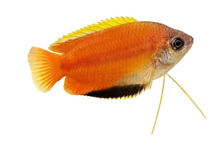 Tipos de peces gourami
