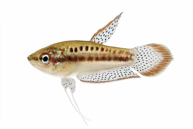 Tipos de peces gourami