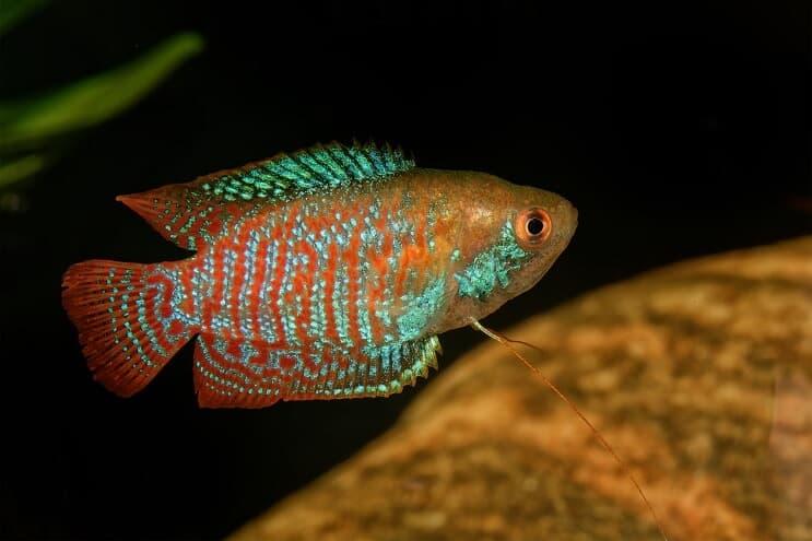 Tipos de peces gourami