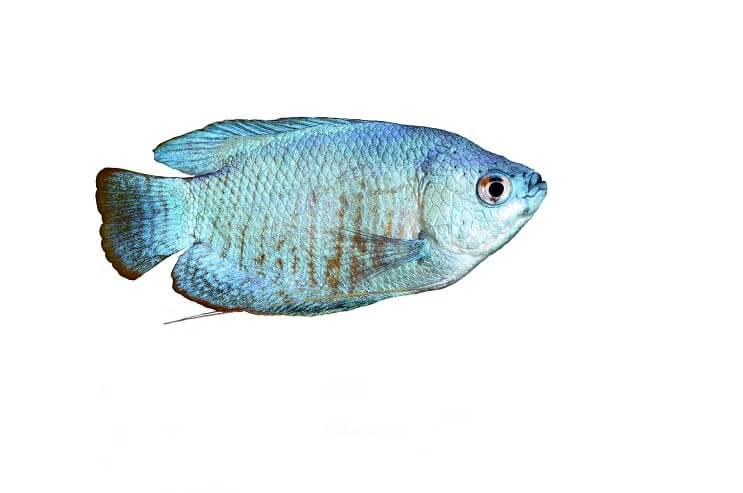 Tipos de peces gourami