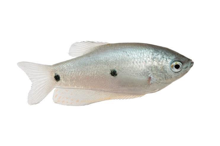 peces gourami