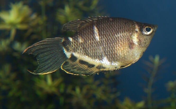 Tipos de peces gourami