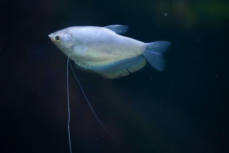 Tipos de peces gourami