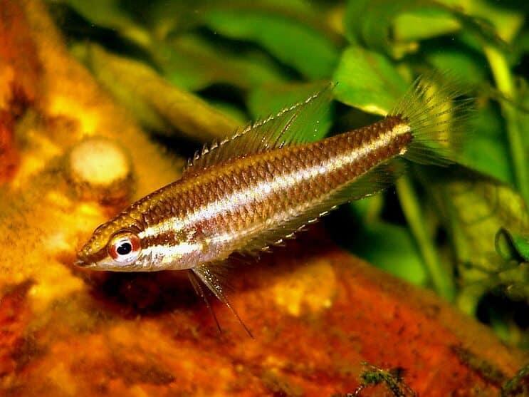 Tipos de peces gourami