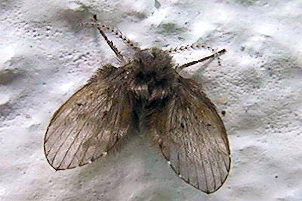 huevos moscas drenaje