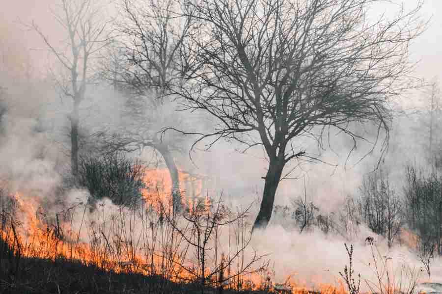 que es la reforestacion