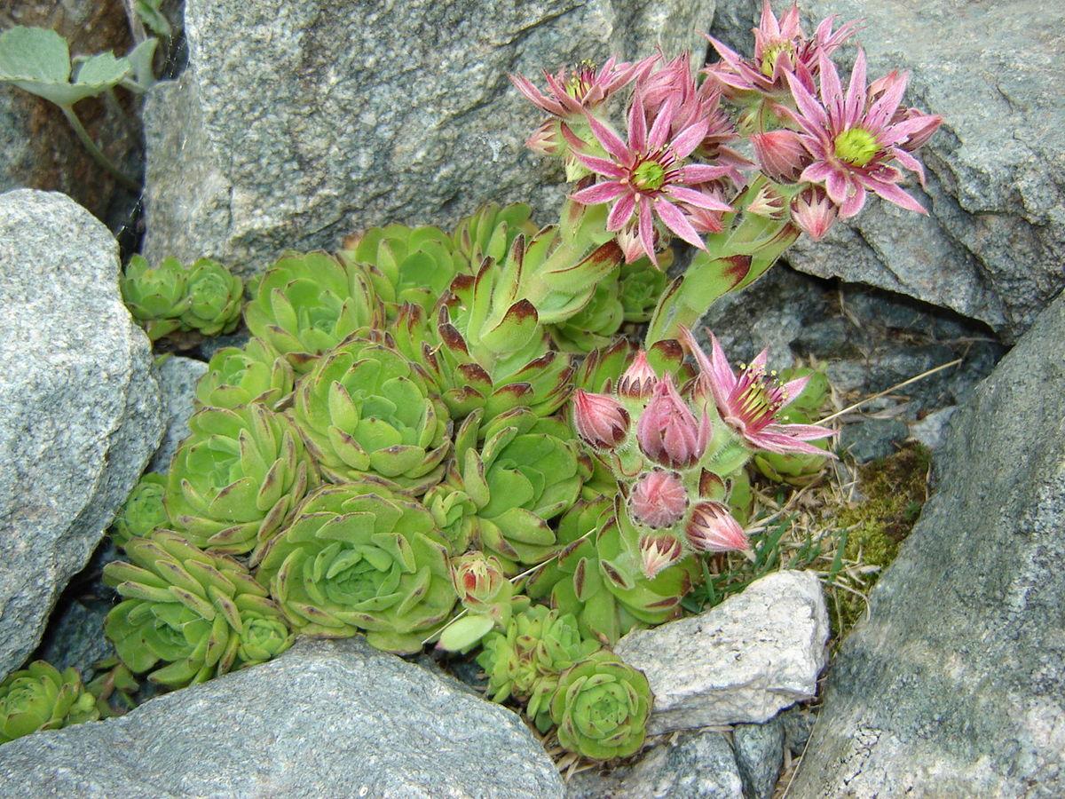 El Sempervivum montanum es una crasa resistente