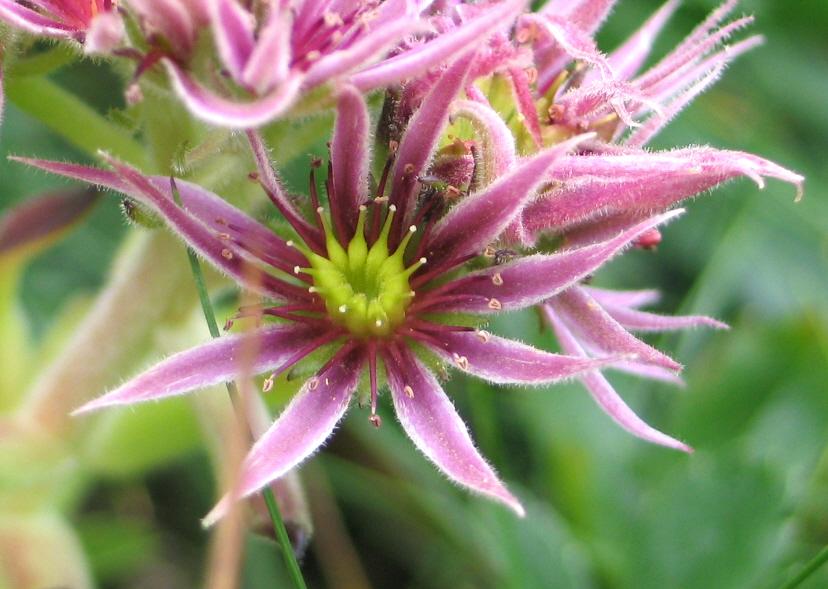 La flor de la siempreviva es rosada