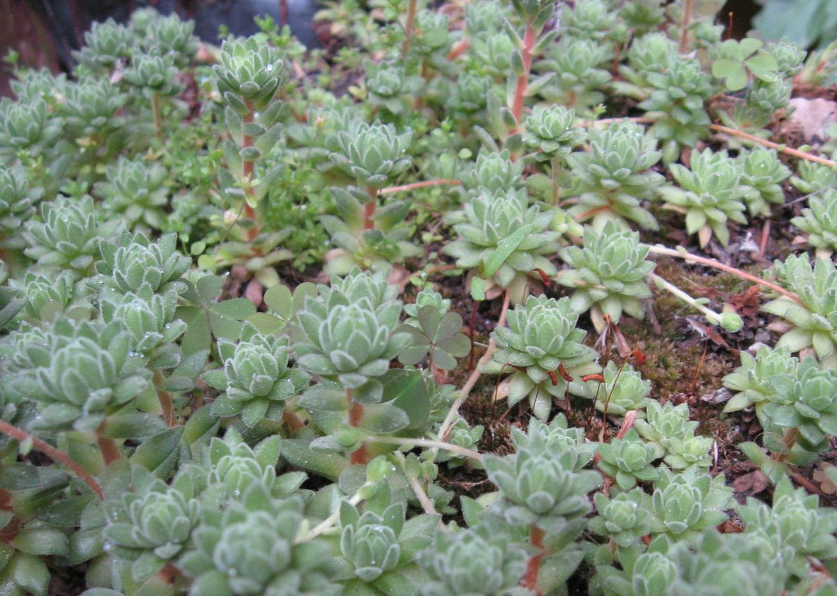 La Siempreviva es una crasa perenne