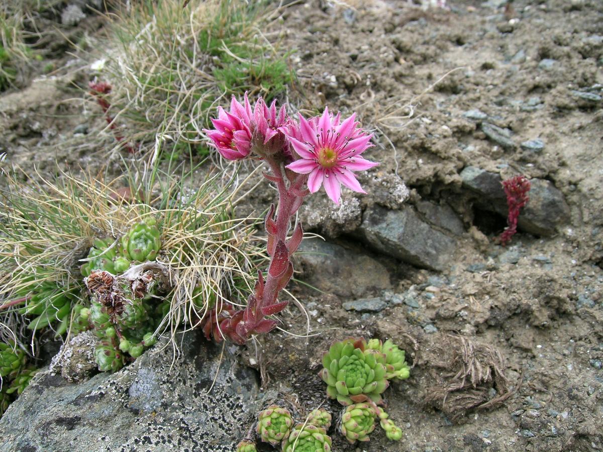 El Sempervivum montanum florece en verano