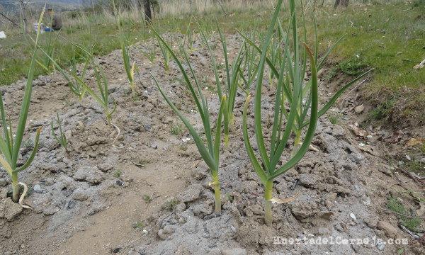 Incorporamos ceniza al cultivo