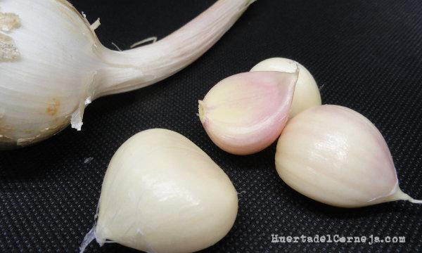 Ajos frescos