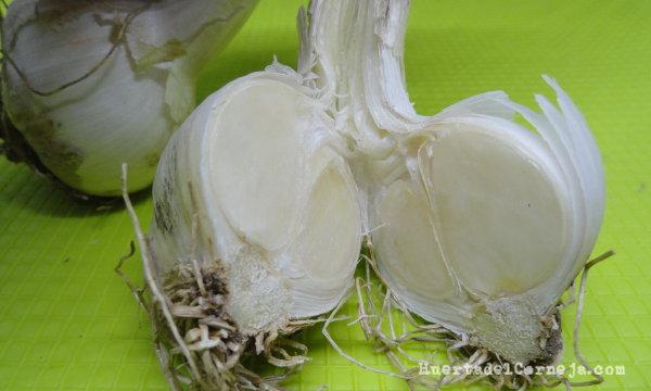 Corte de una planta de ajo