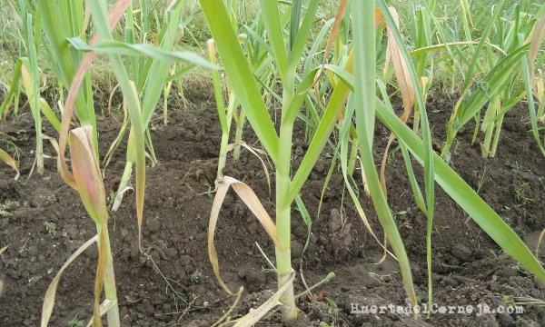 Hojas de ajos y falso tallo