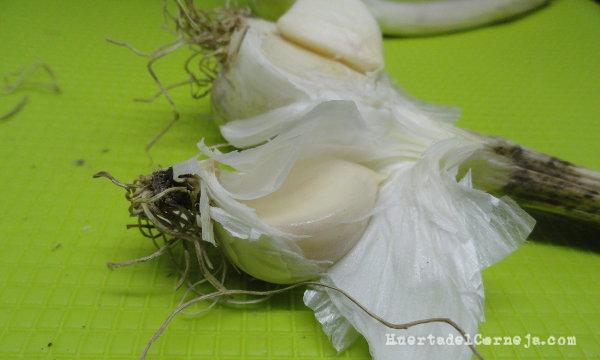 Vainas protectoras de los ajos