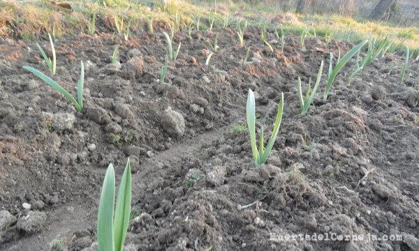 Ajos naciendo