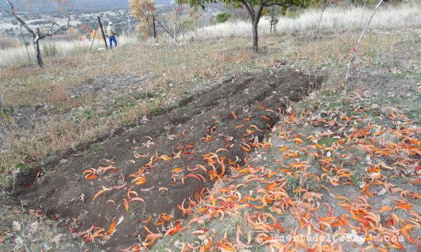 Preparando el terreno