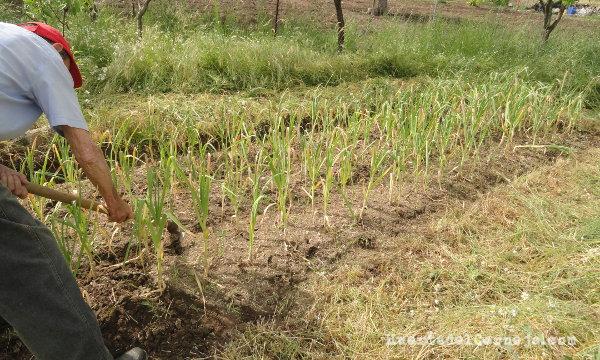 Escardando ajos con la azada