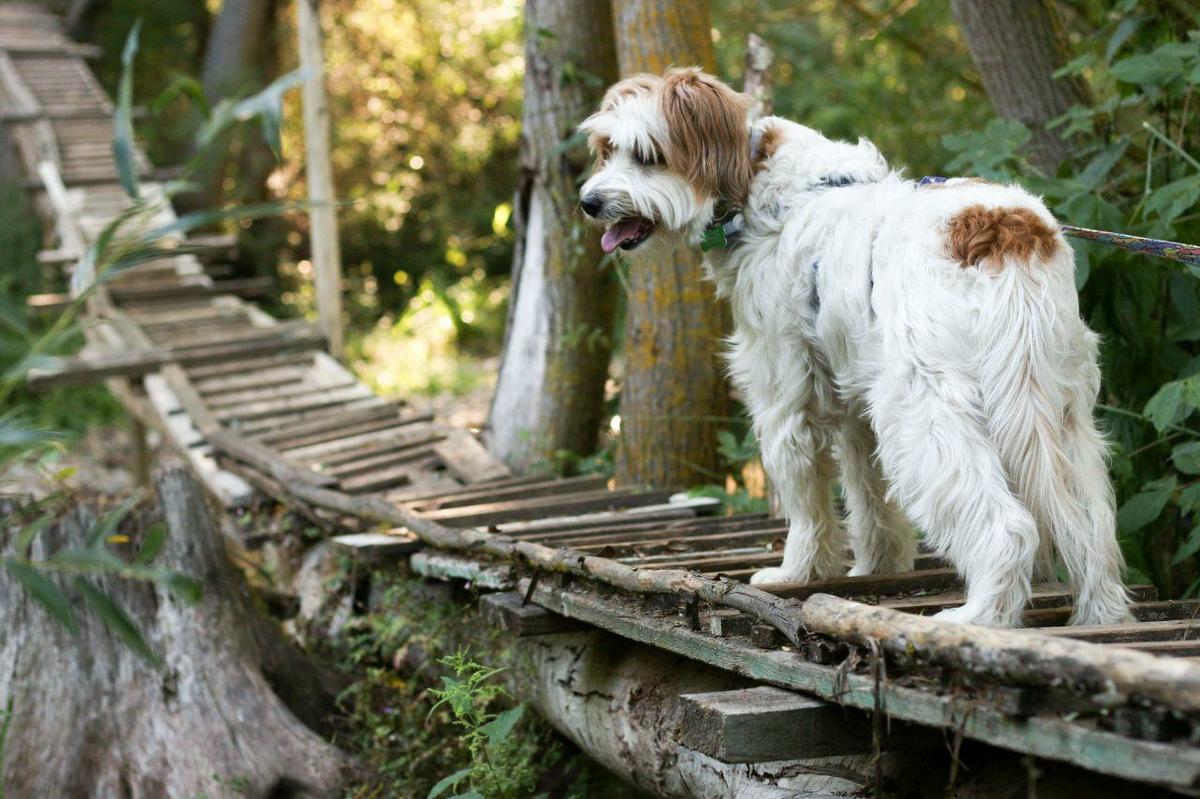 perro en puente de madera