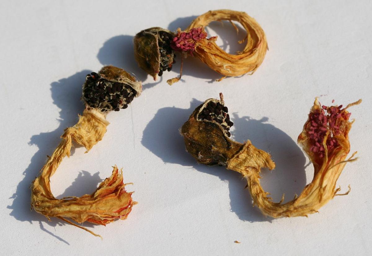 El cactus cola de mono se multiplica por semillas