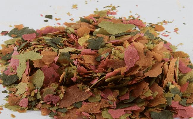 Qué comen los peces