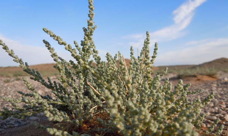 Salsola passeriana