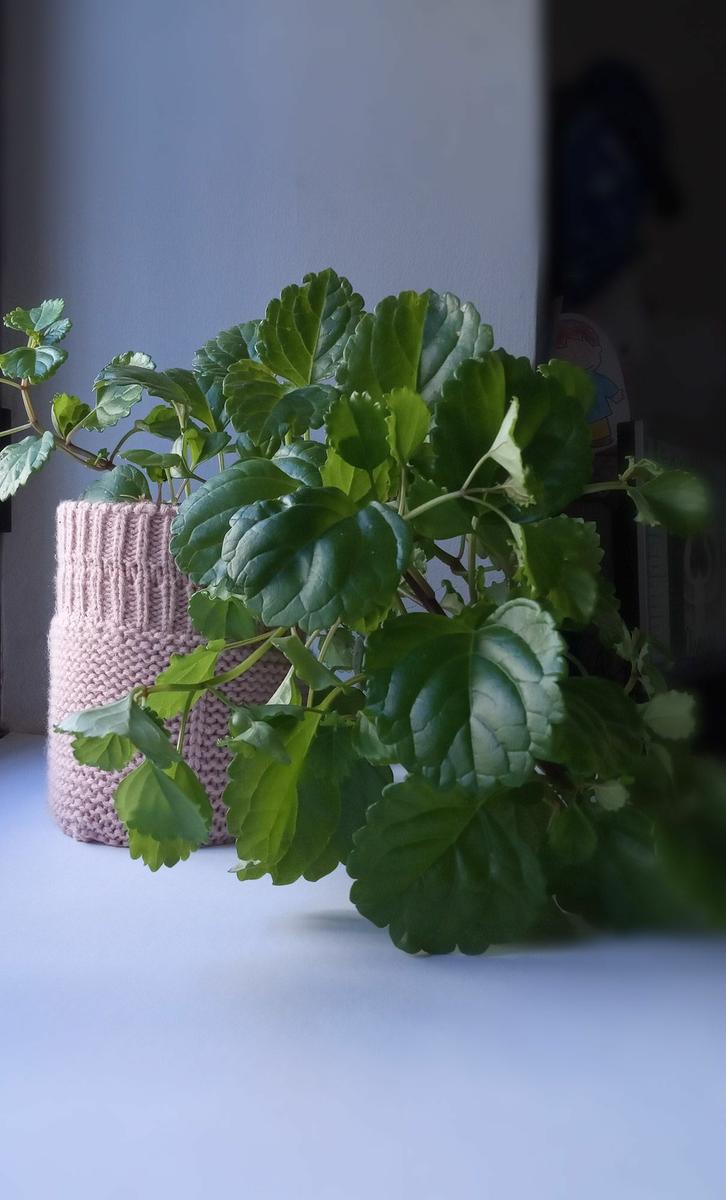 macetero realizado con gorro de lana