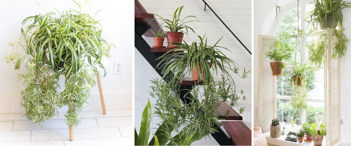 Chlorophytum comosum