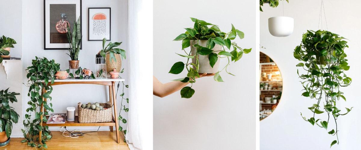 Plantas colgantes: Epipremnum aureum