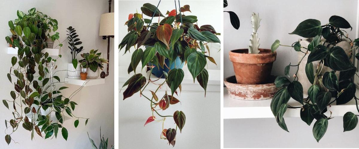 Planta colgante: Philodendron Micans