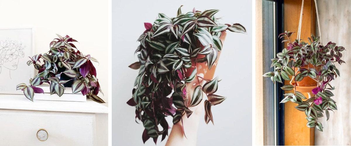 Tradescantia zebrina