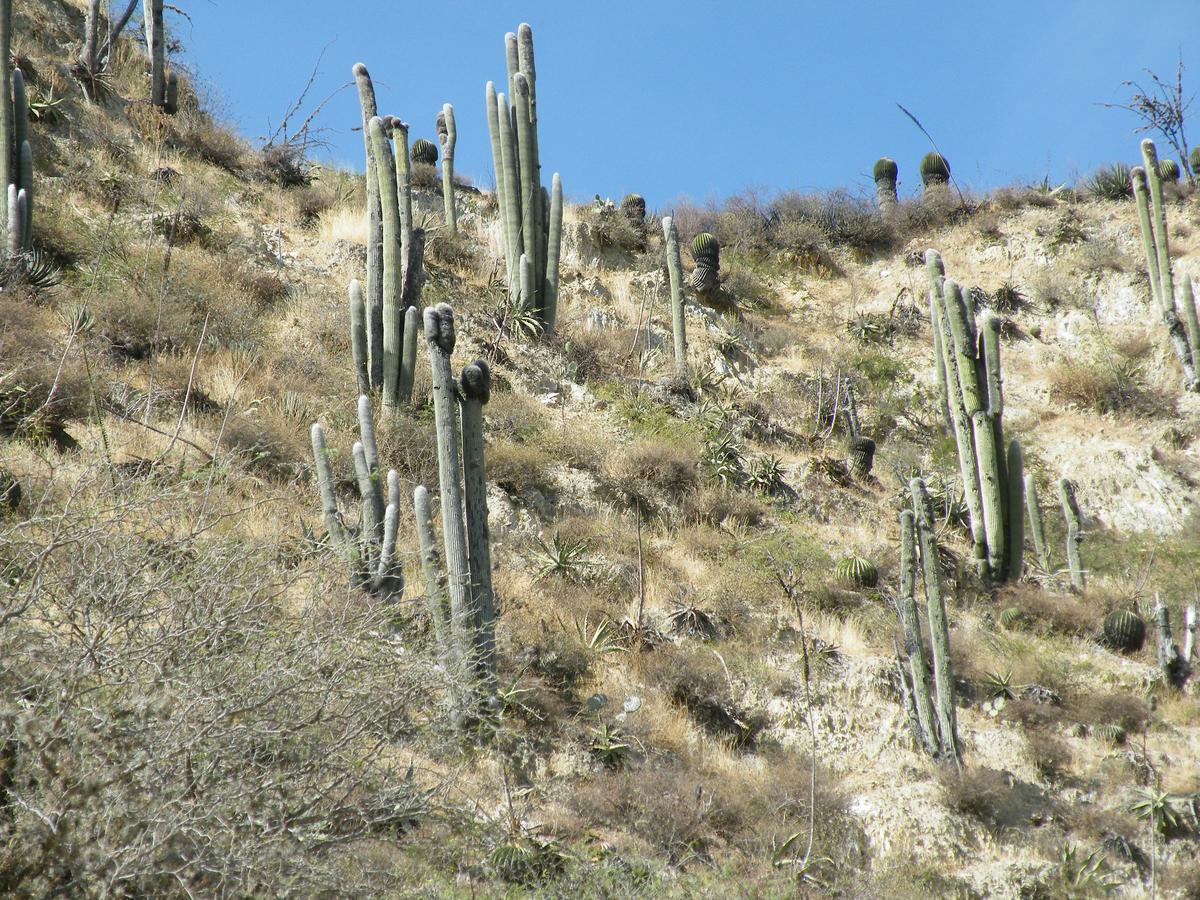 Vista del Cephalocereus senilis en hábitat
