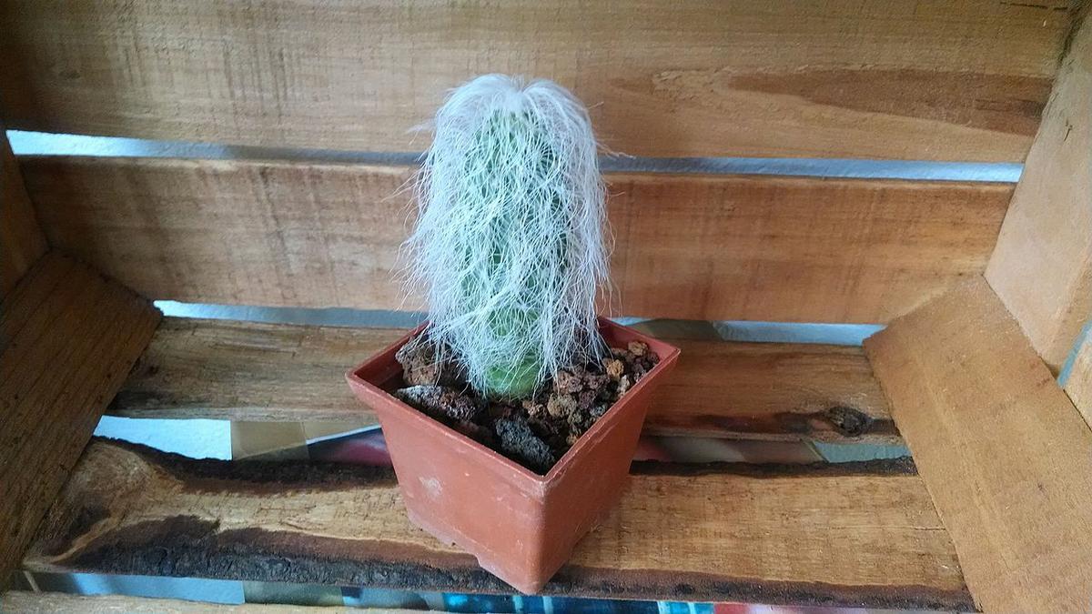 Vista del Cephalocereus senilis