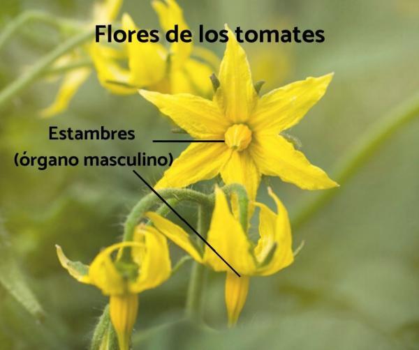 Cómo diferenciar flor hembra, flor macho o flor hermafrodita de las plantas  | Plantas