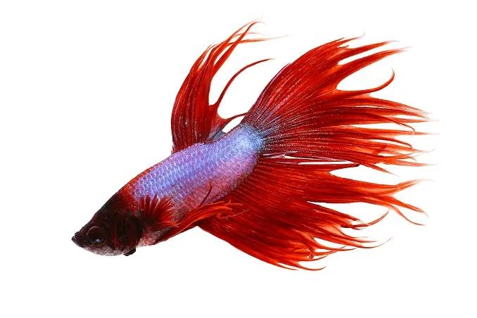 Cola de Corona Betta