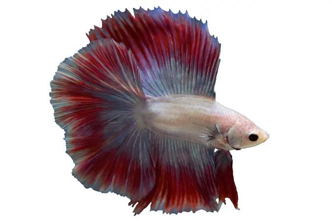 Cola de Corona Betta