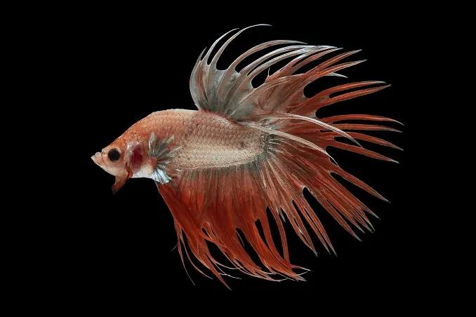 Cola de Corona Betta