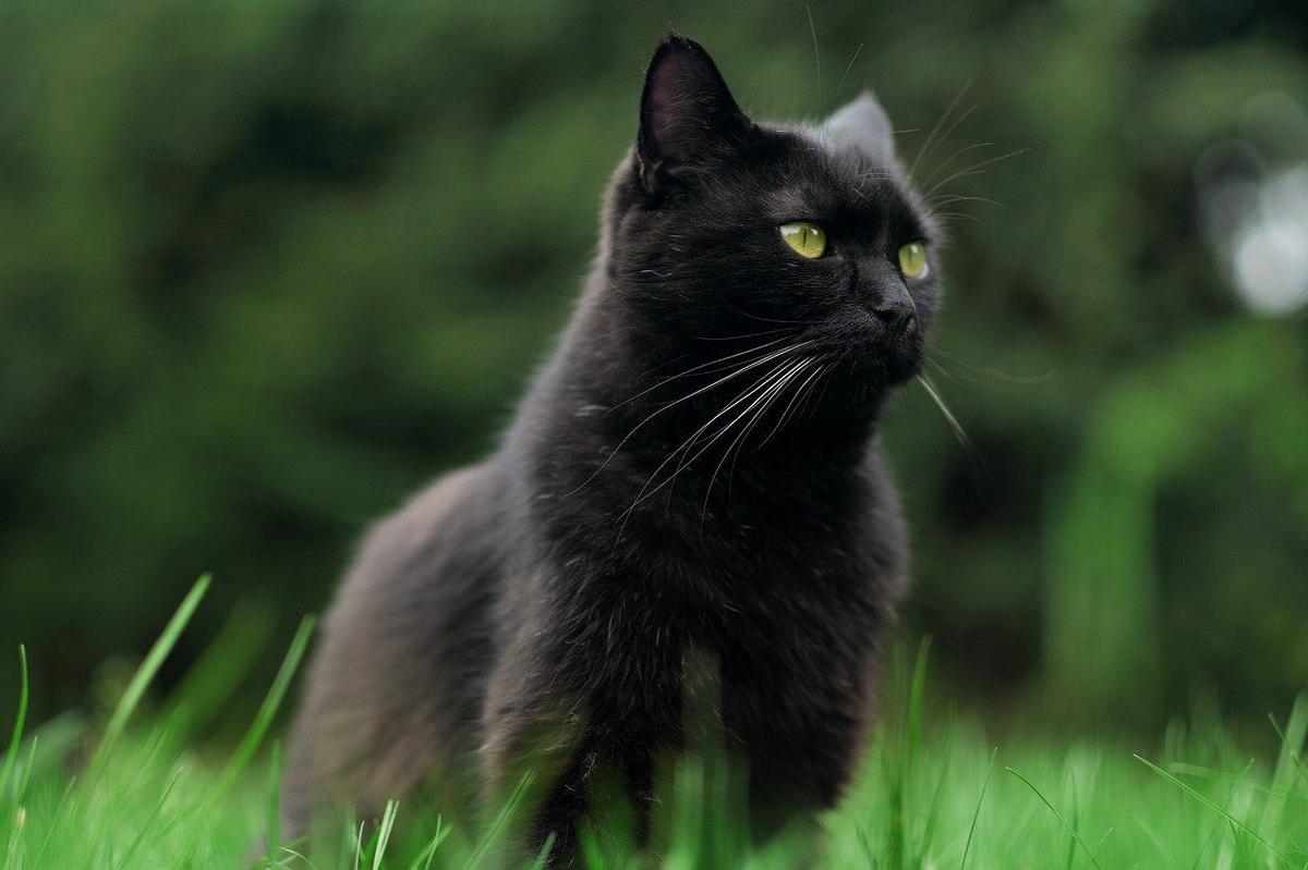 adoptar-gato-negro