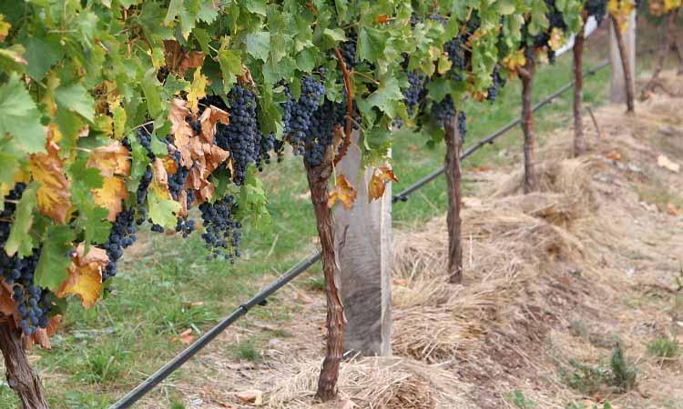 Producción de uva moscatel