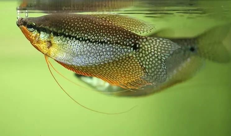 perla gourami
