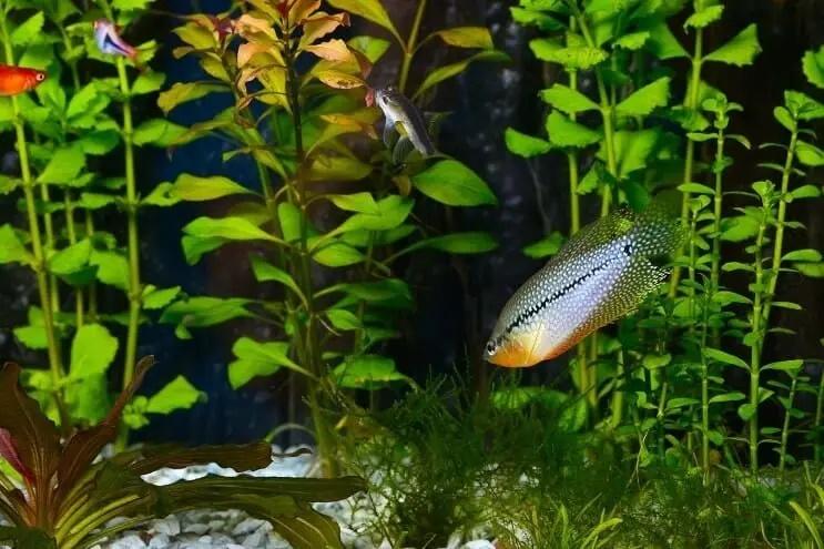 perla gourami