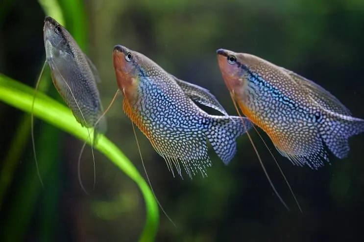 perla gourami