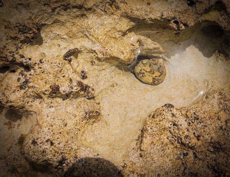 cuidado de los Caracoles Nerite 