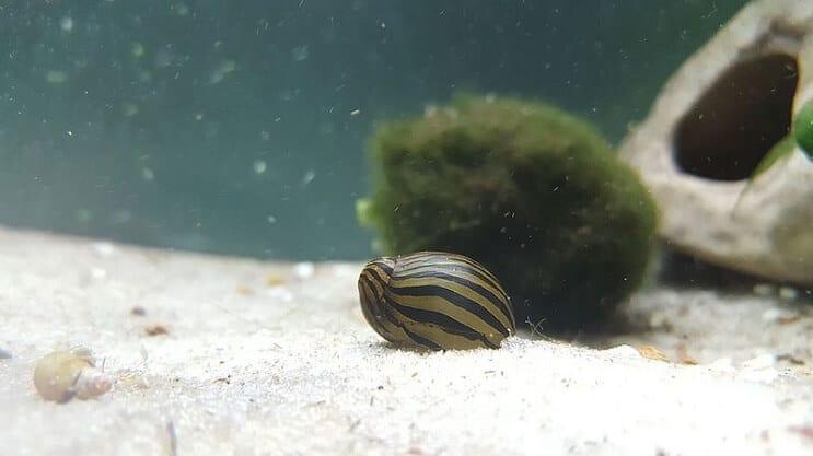 cuidado de los Caracoles Nerite 