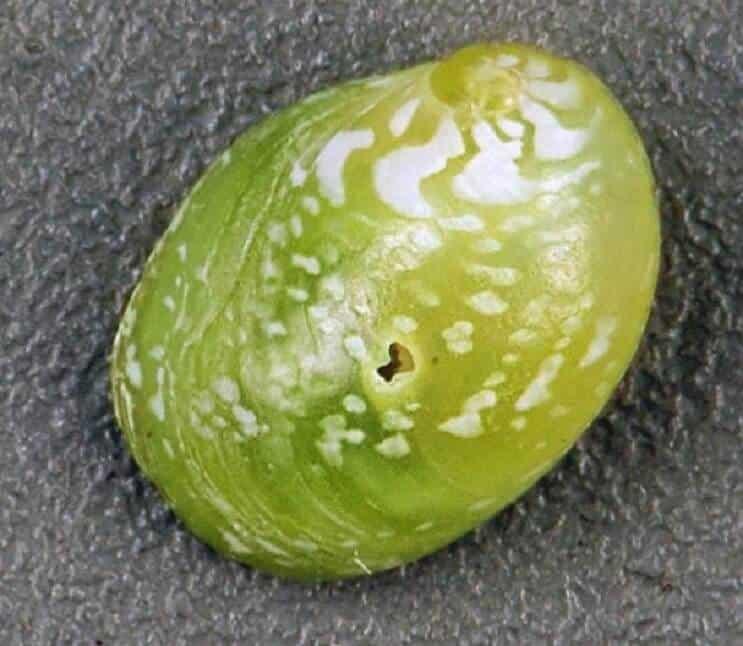 cuidado de los Caracoles Nerite 