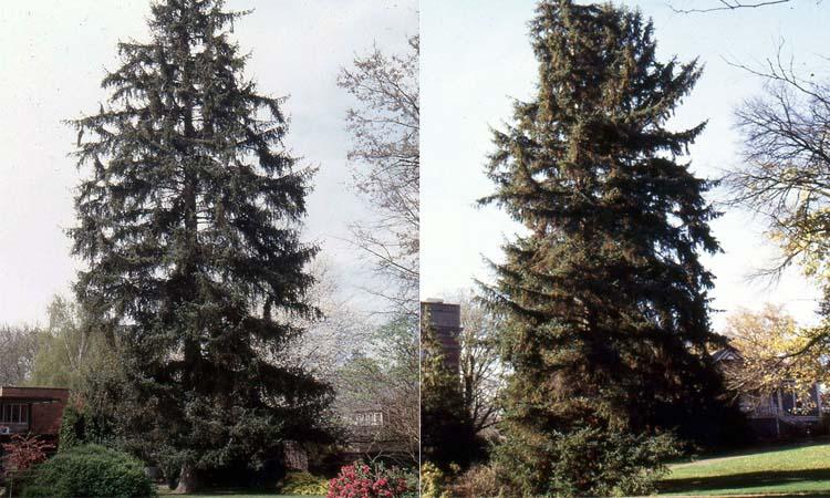 Árbol Picea sitchensis