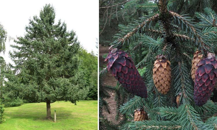 Conífera P. likiangensis