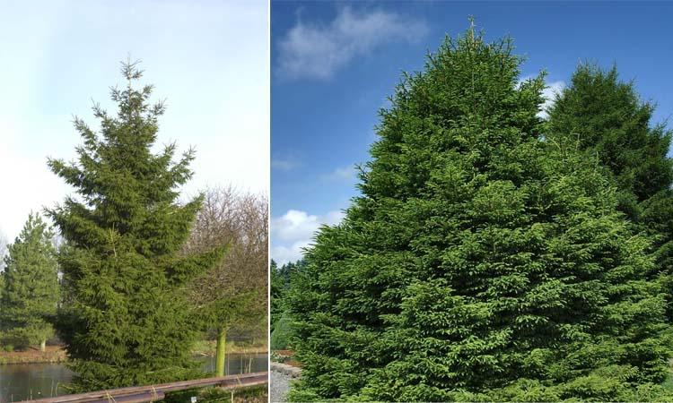 Conífera Picea orientalis 